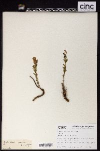 Image of Scutellaria amoena