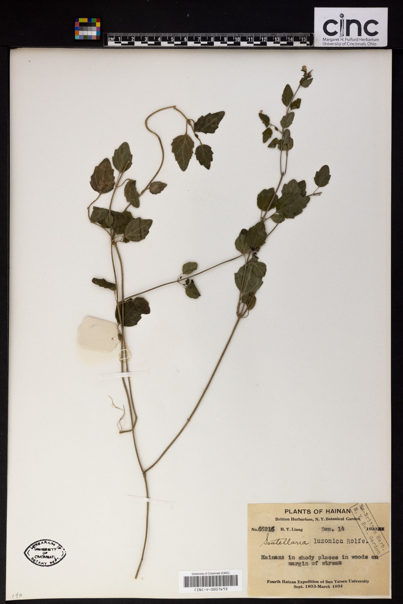 Scutellaria javanica var. luzonica image