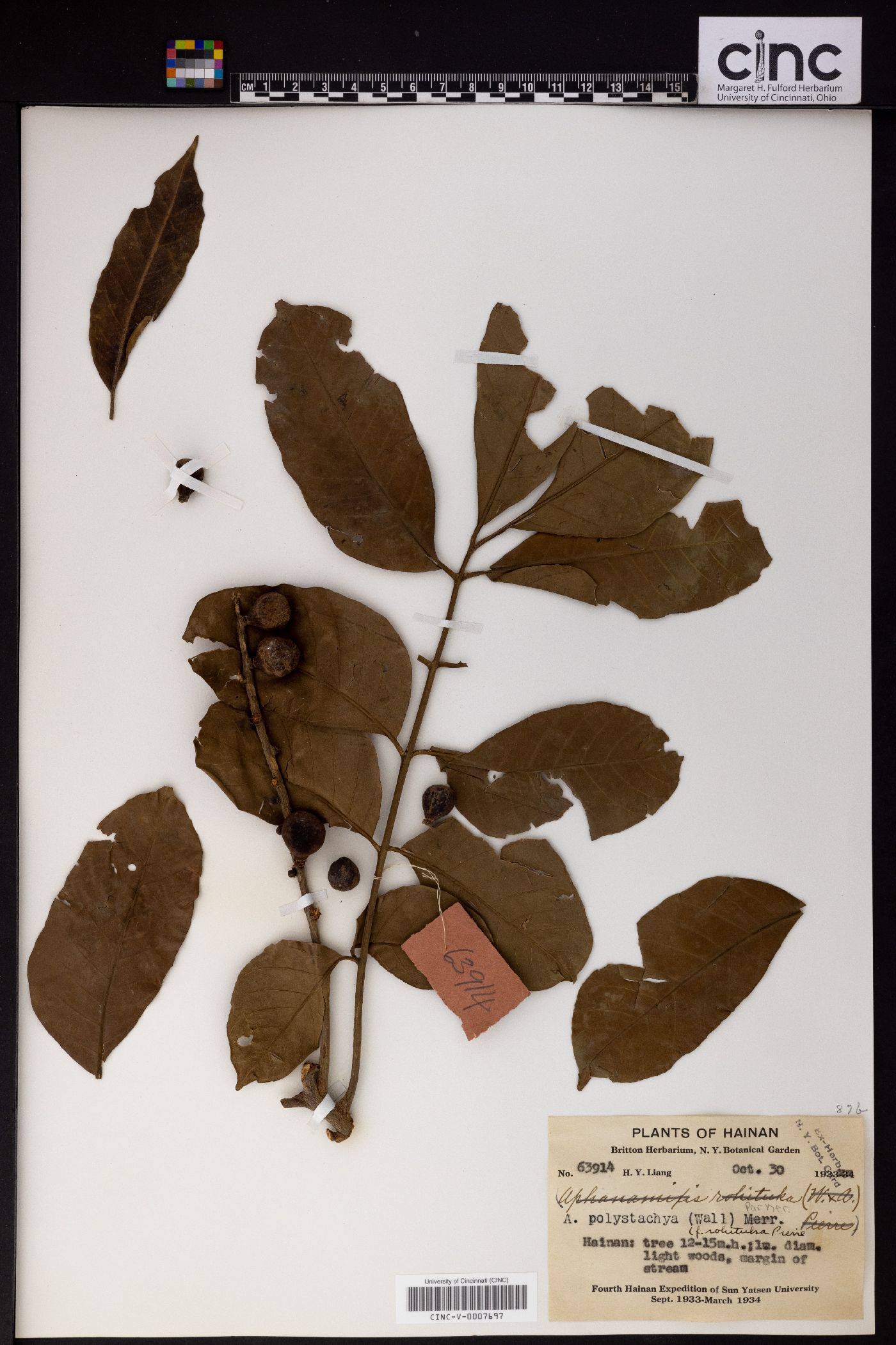 Aphanamixis polystachya image