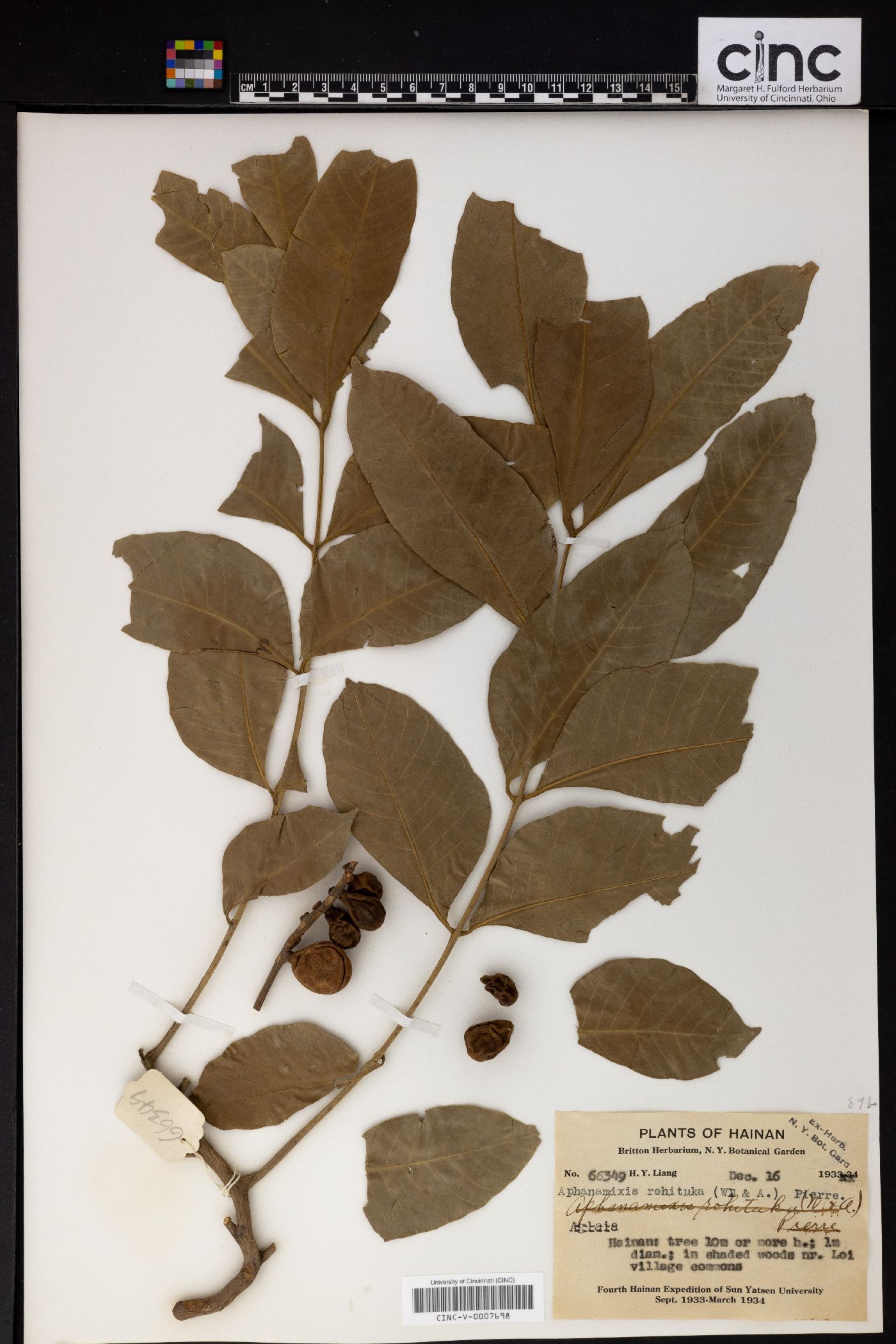 Aphanamixis image