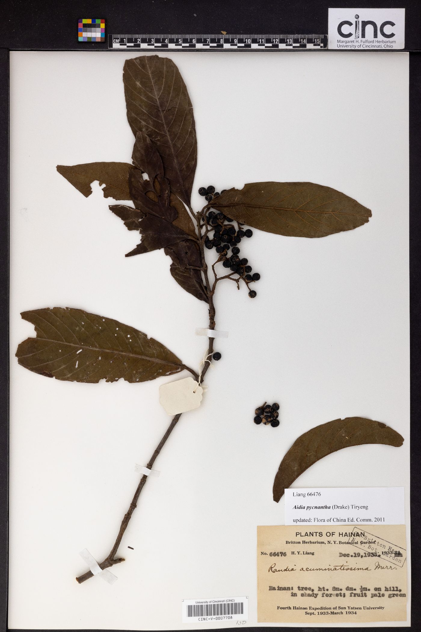 Aidia pycnantha image