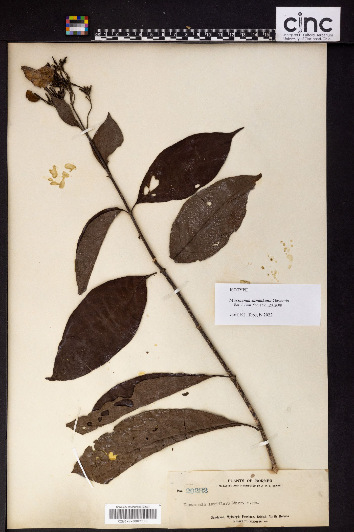 Mussaenda sandakana image