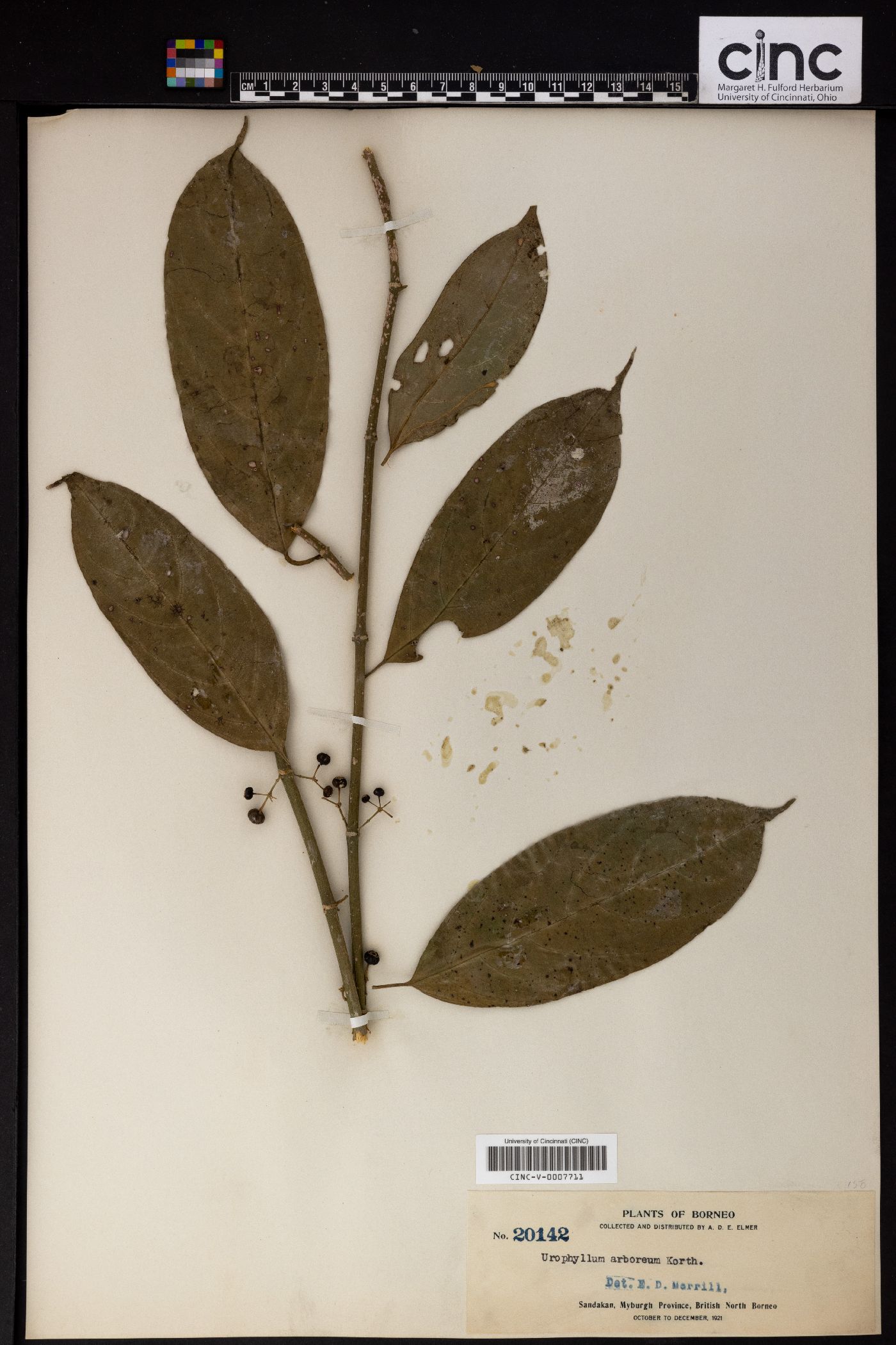Urophyllum arboreum image