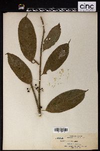 Urophyllum arboreum image