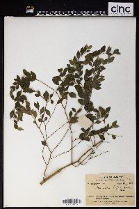 Lasianthus biflorus image