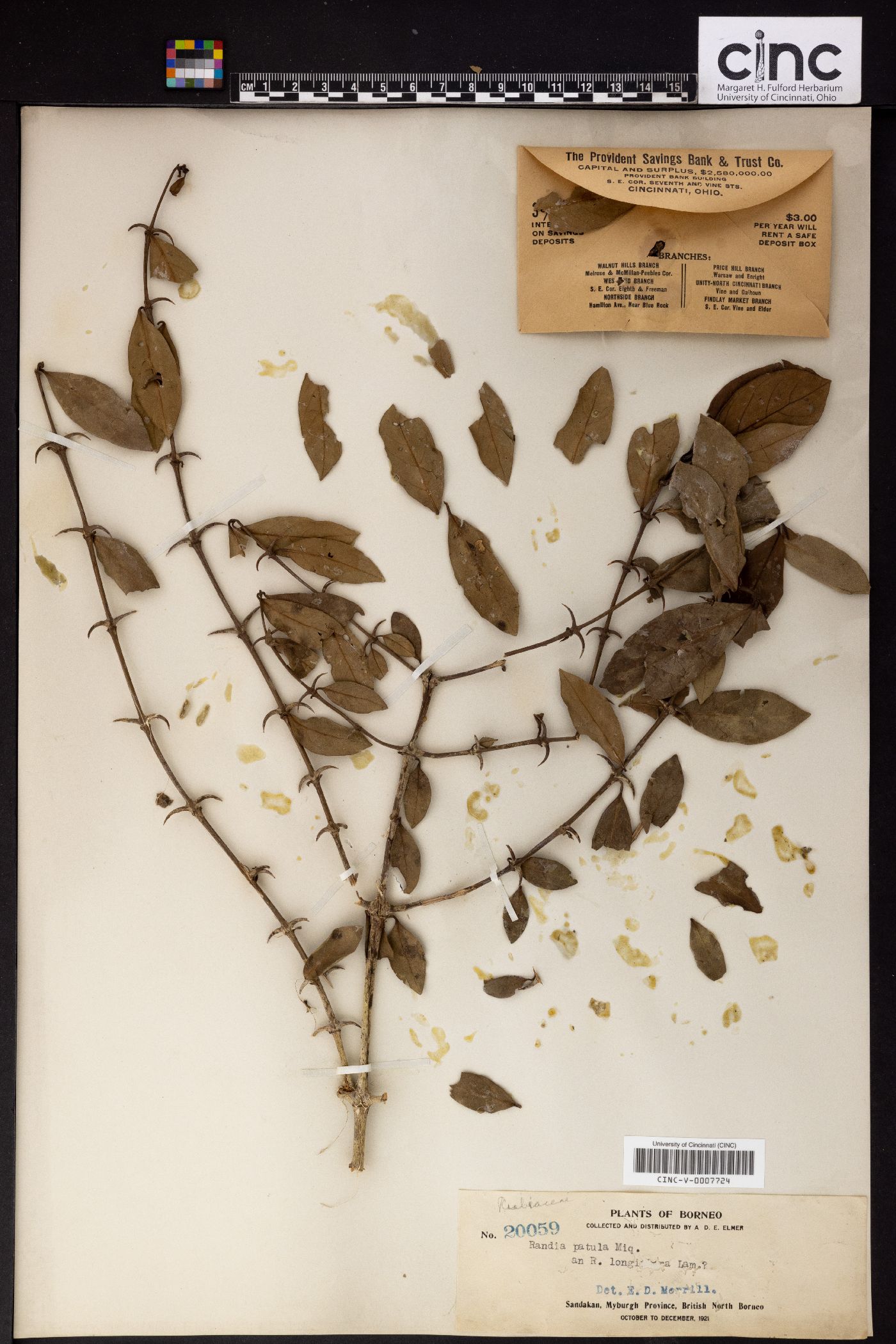 Oxyceros patulus image