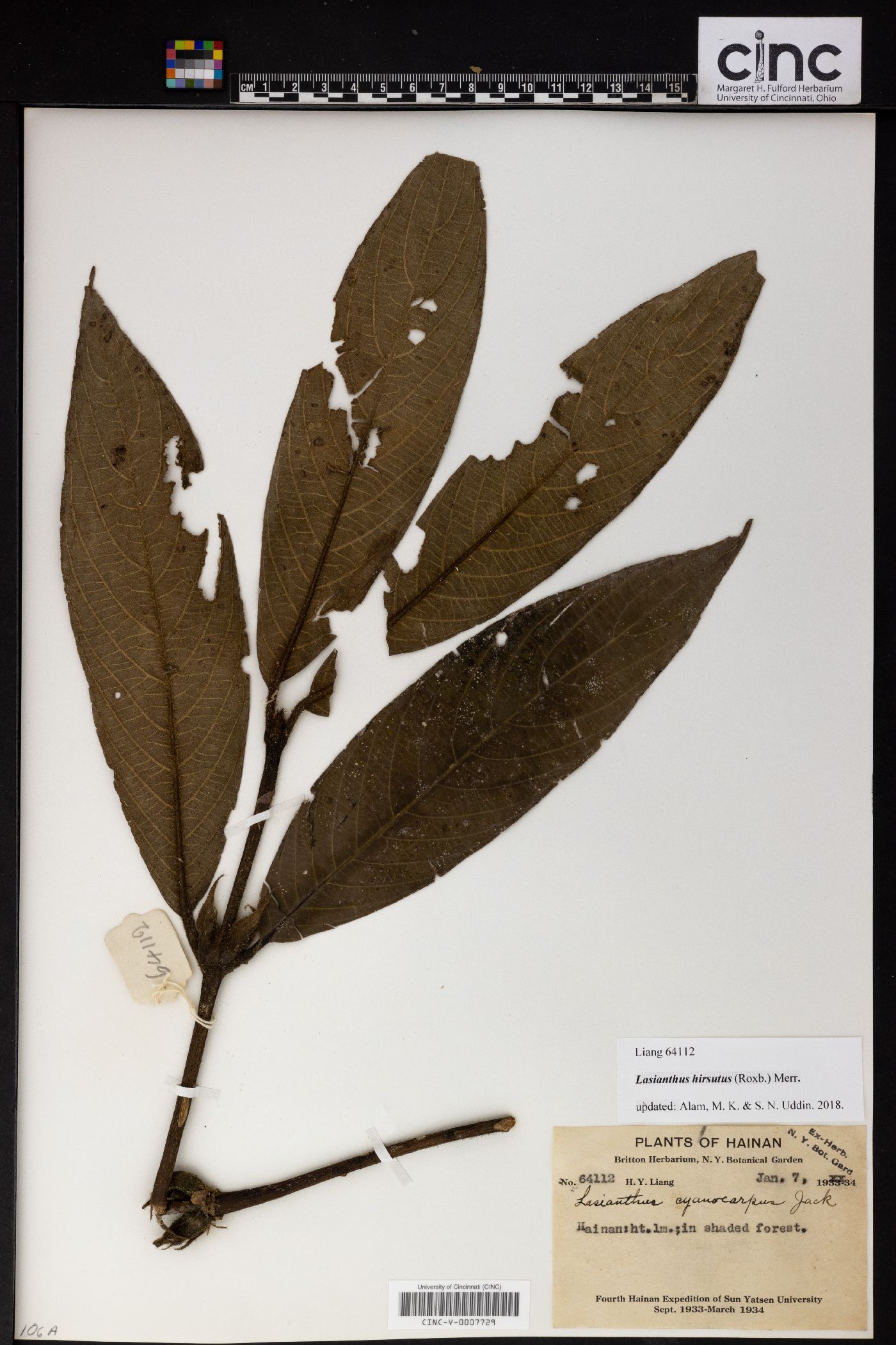 Lasianthus hirsutus image
