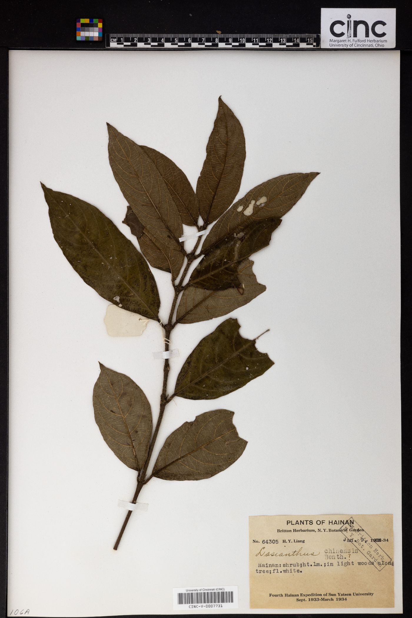 Lasianthus chinensis image
