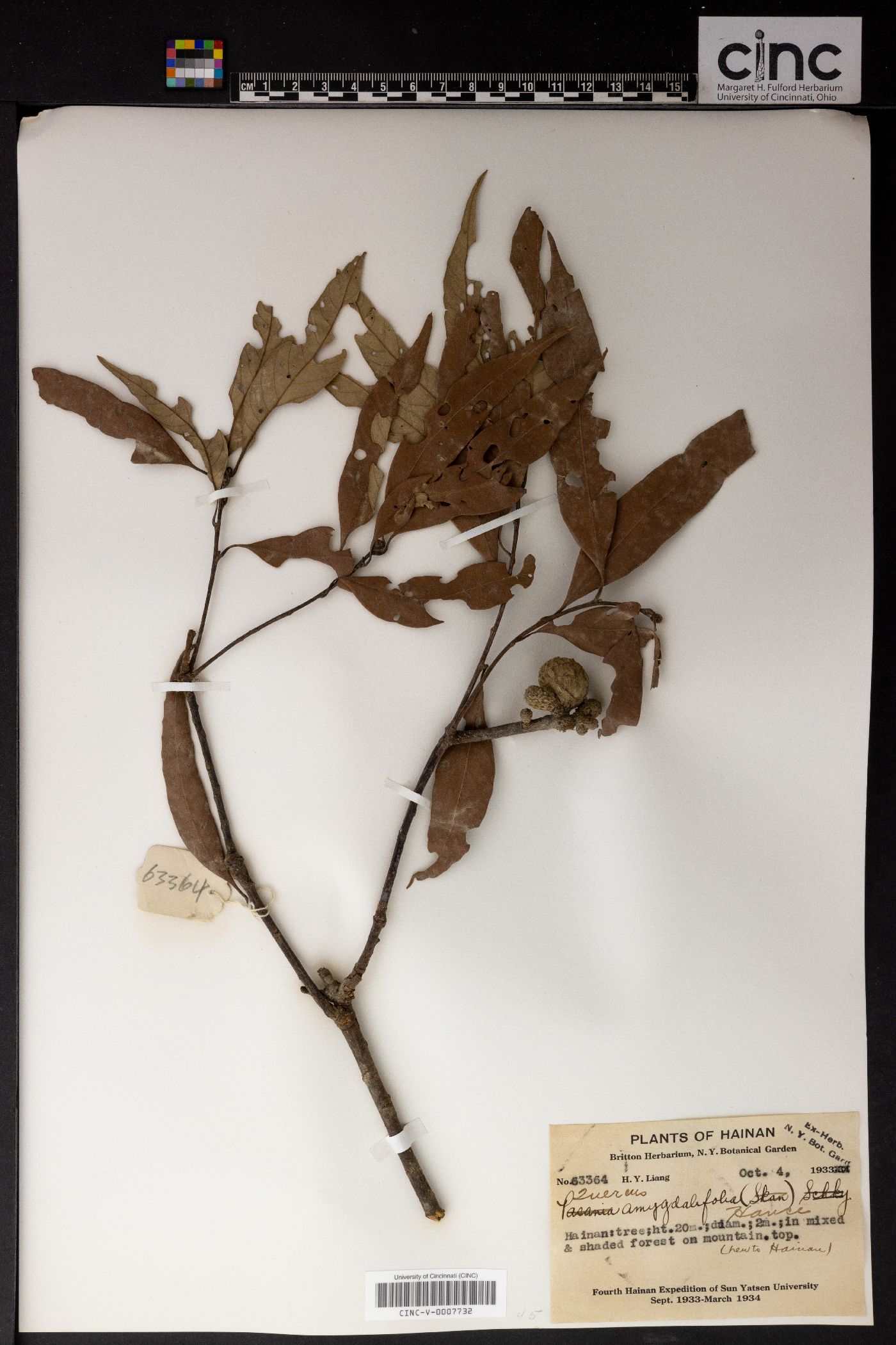 Lithocarpus amygdalifolius image