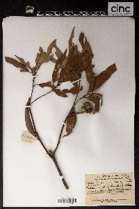 Image of Lithocarpus amygdalifolius