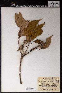 Lithocarpus amygdalifolius image