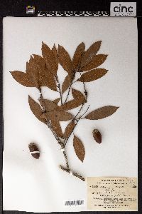 Quercus blakei image