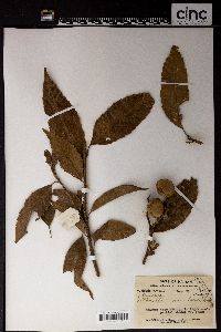 Image of Lithocarpus corneus