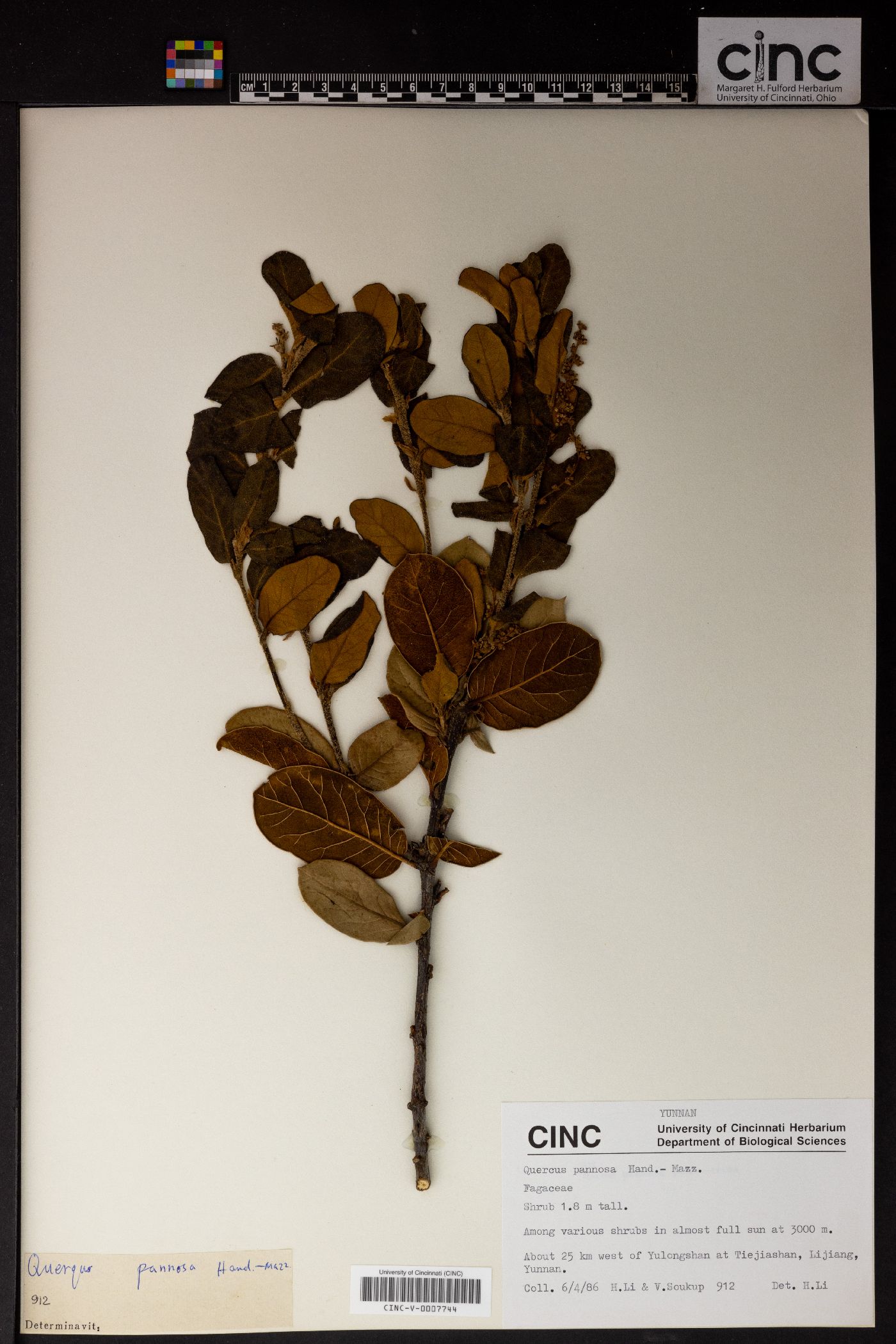 Quercus pannosa image