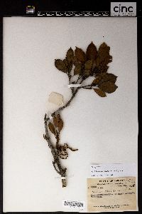 Image of Quercus championii