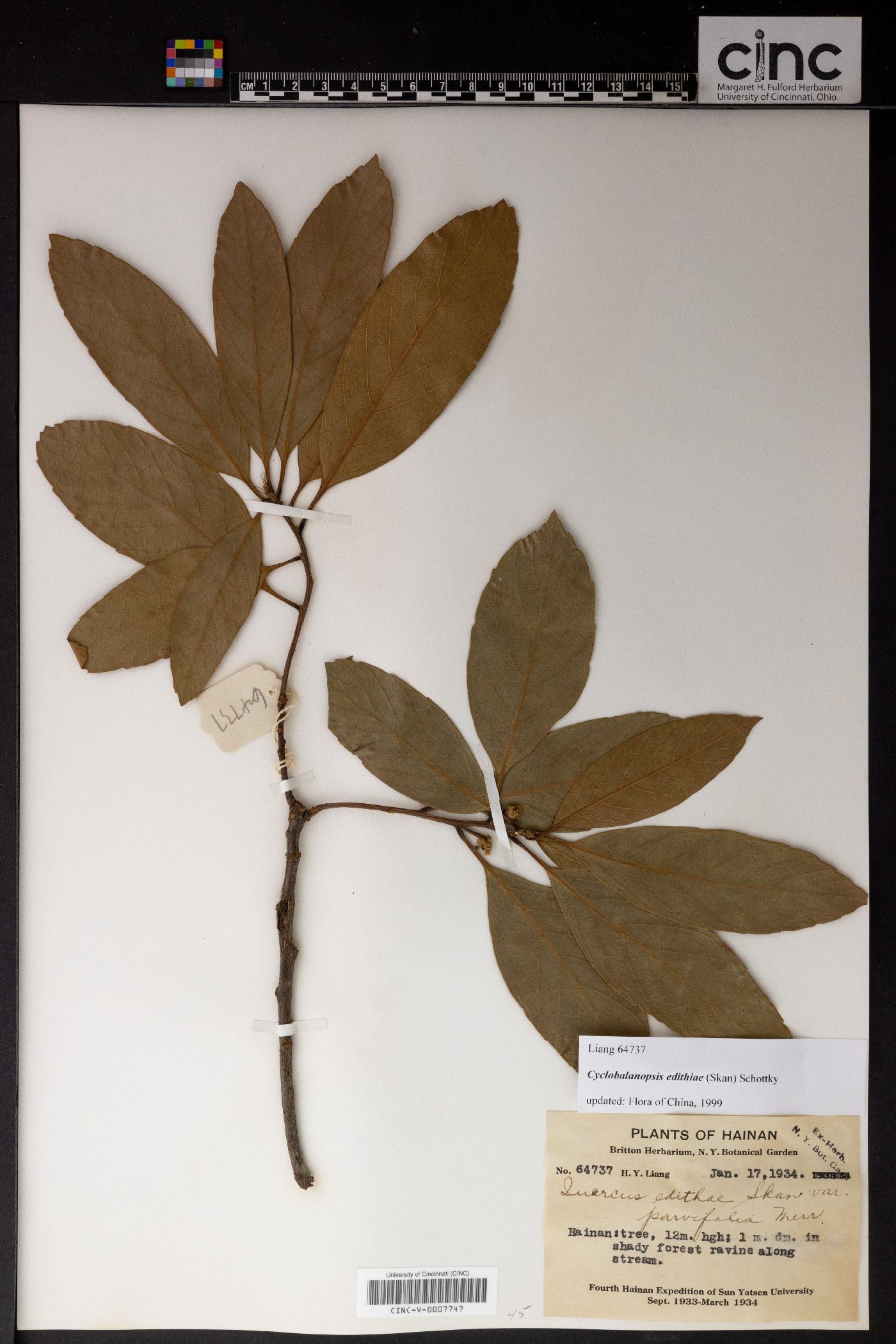 Quercus edithiae image