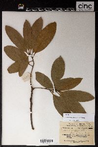 Image of Quercus edithiae