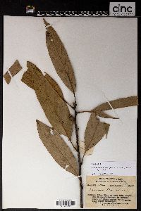 Image of Quercus macrocalyx