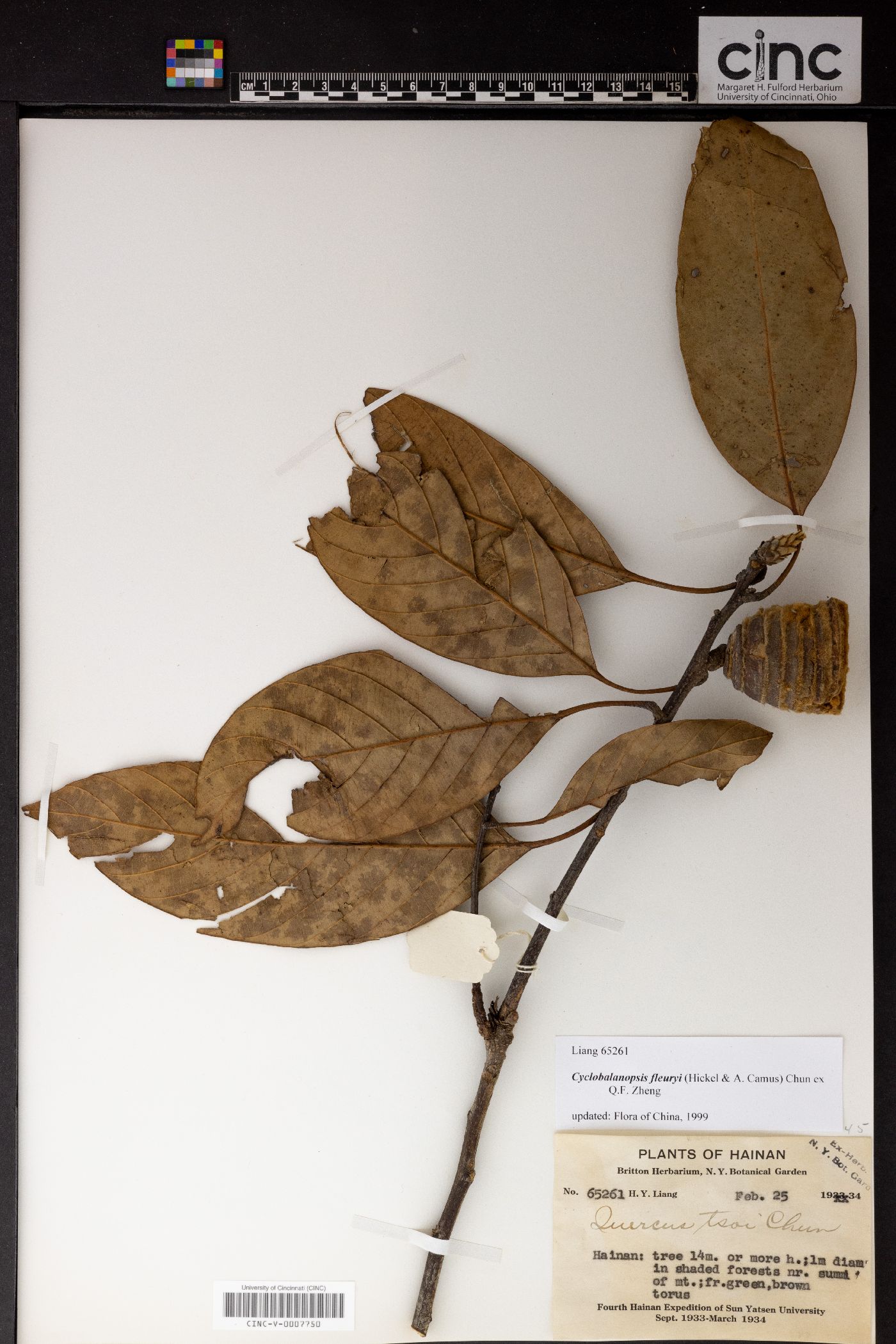 Quercus macrocalyx image