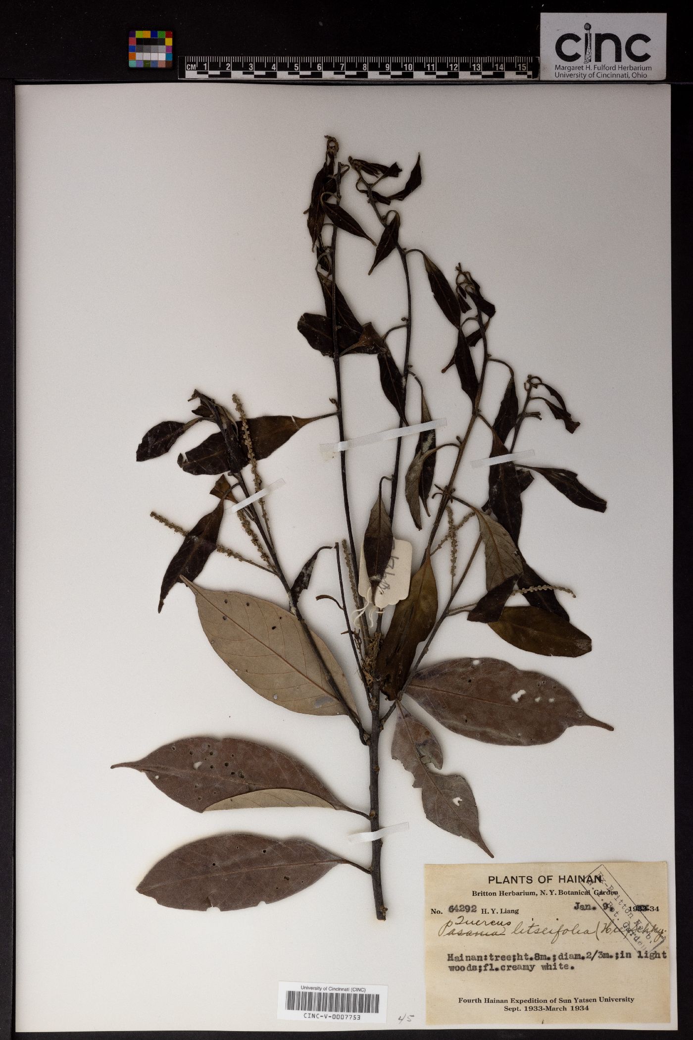Lithocarpus litseifolius image