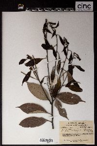 Lithocarpus litseifolius image