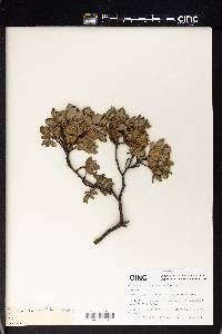 Quercus monimotricha image