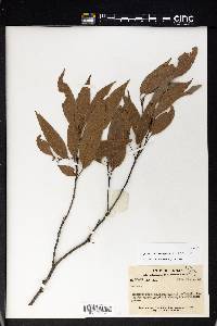Quercus blakei image