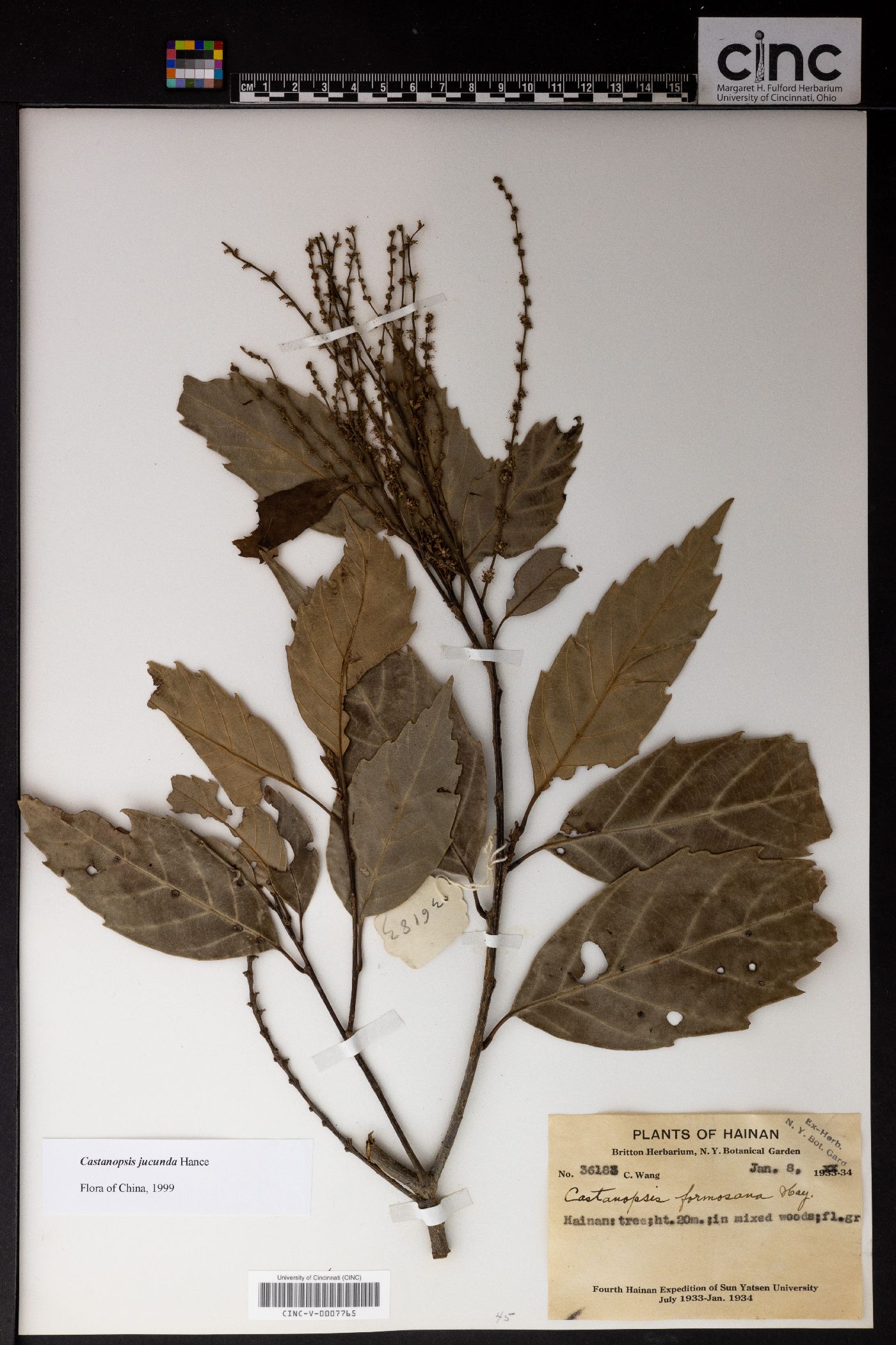Castanopsis jucunda image