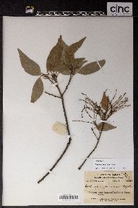 Castanopsis jucunda image