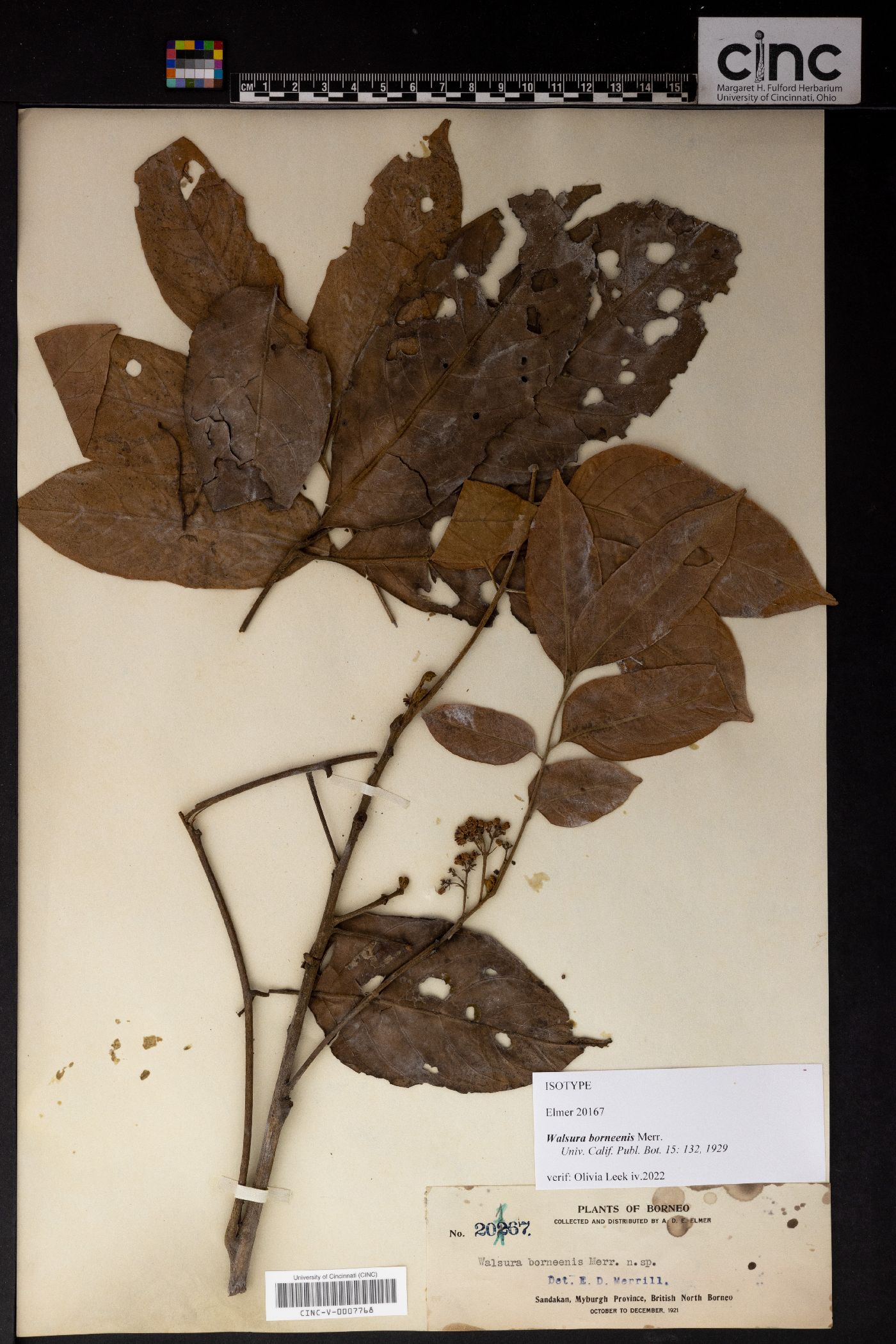 Pseudoclausena chrysogyne image