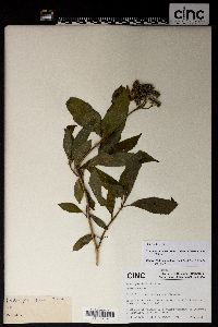 Image of Hydrangea serratifolia