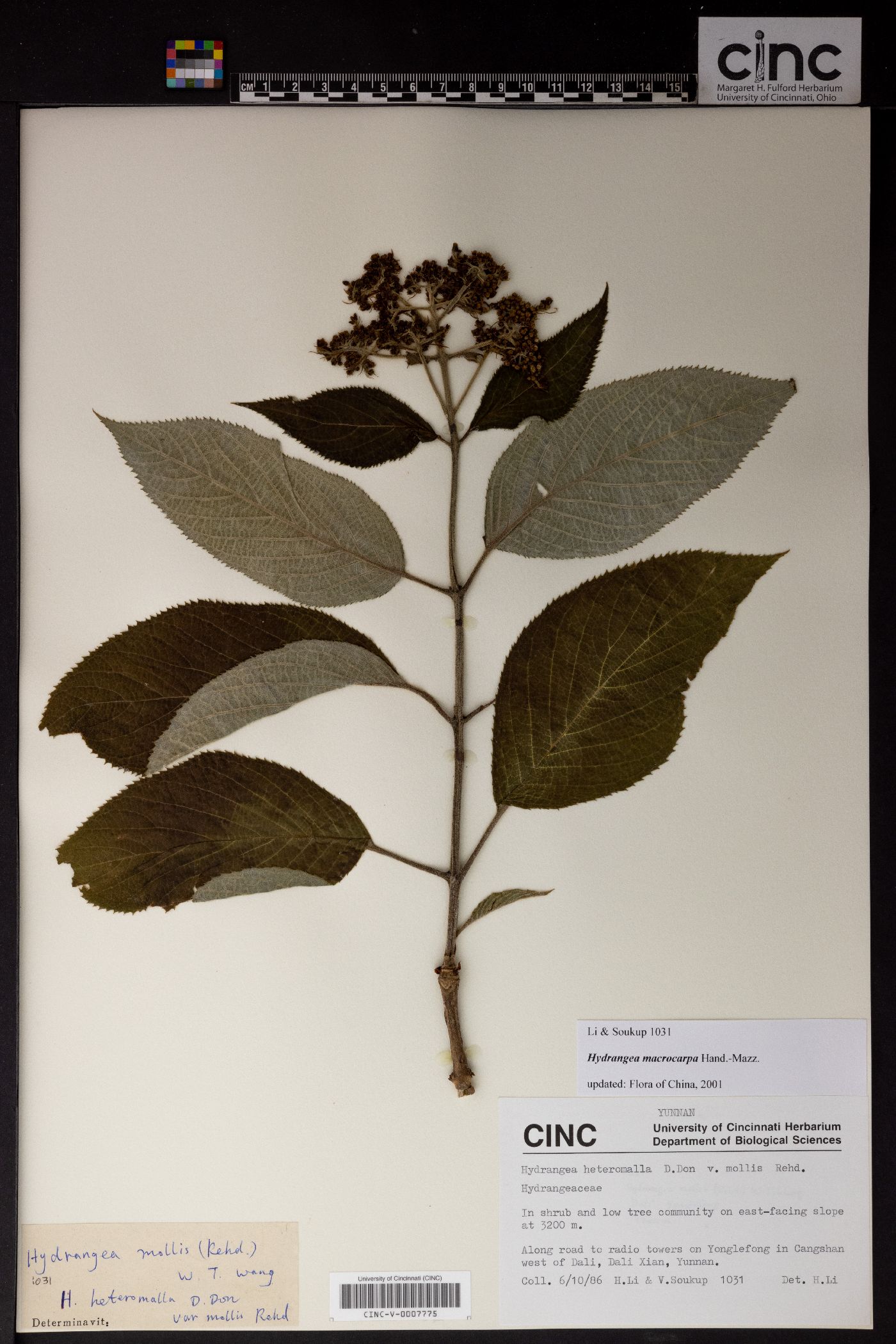 Hydrangea macrocarpa image