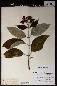 Image of Hydrangea macrocarpa