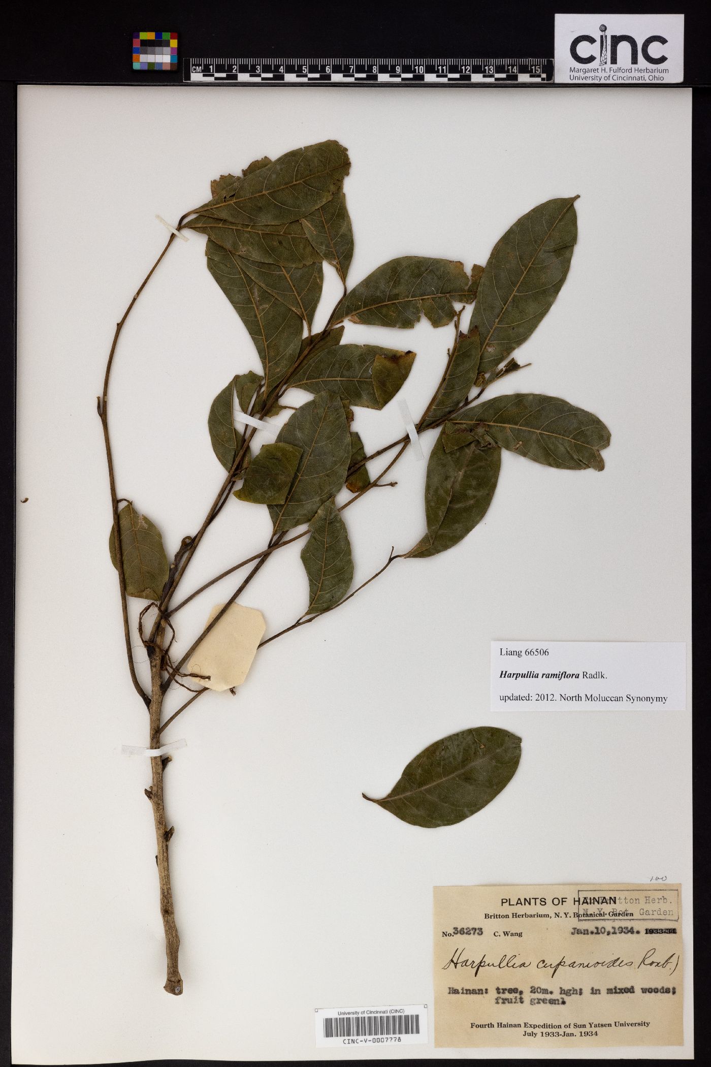 Harpullia ramiflora image