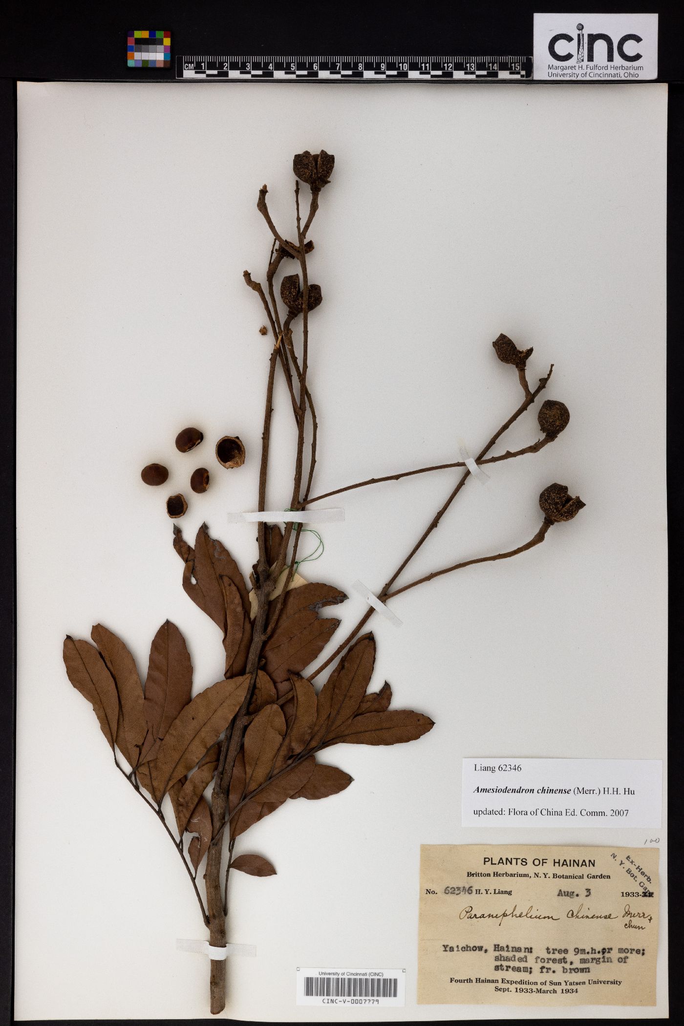 Amesiodendron chinense image