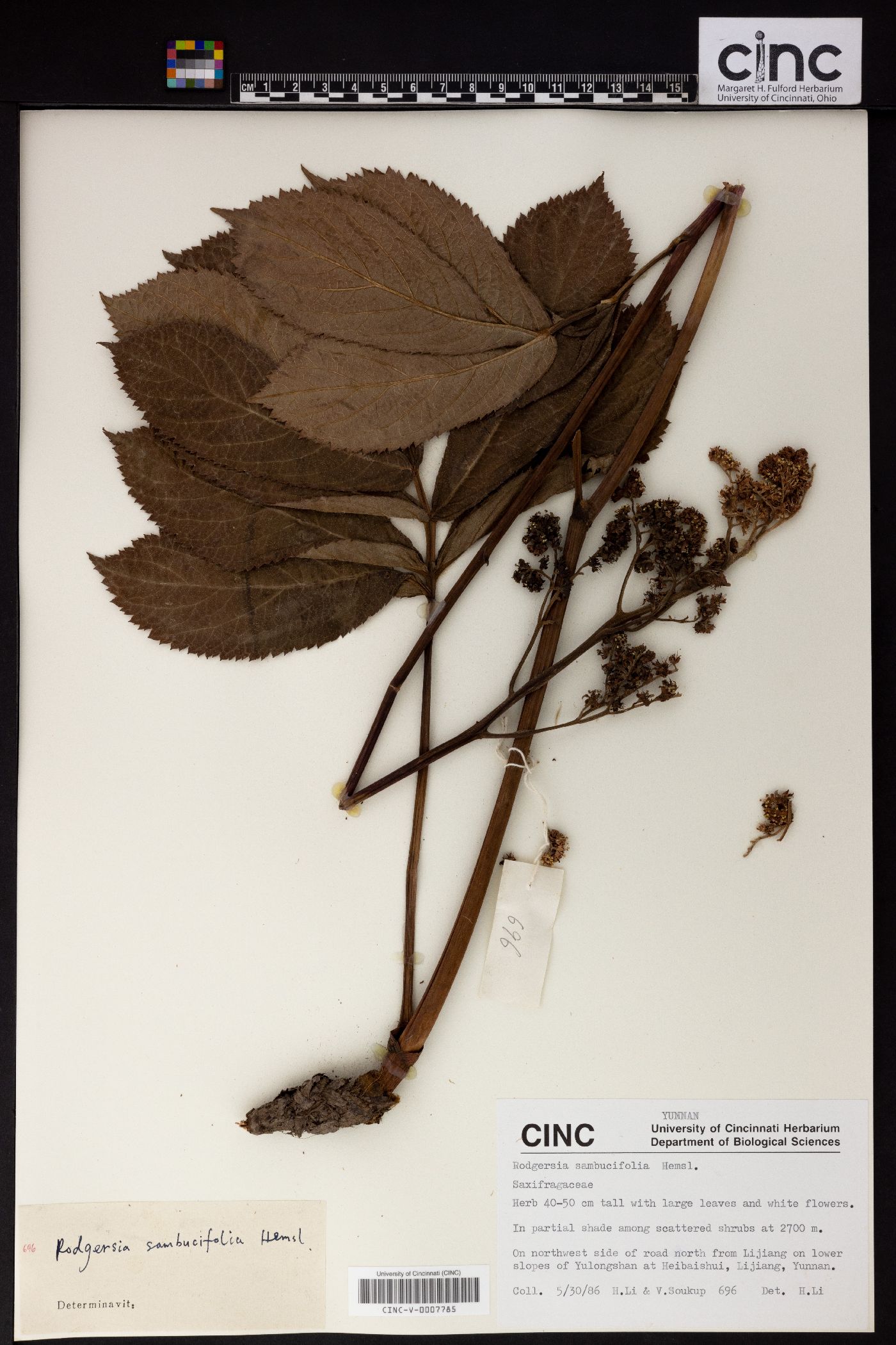 Rodgersia sambucifolia image