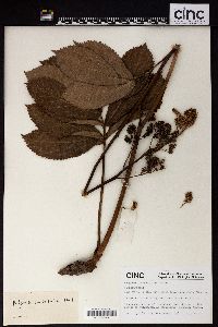 Image of Rodgersia sambucifolia