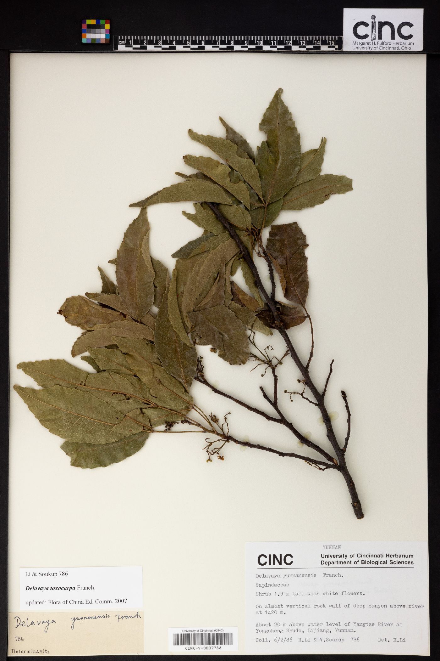 Delavaya toxocarpa image
