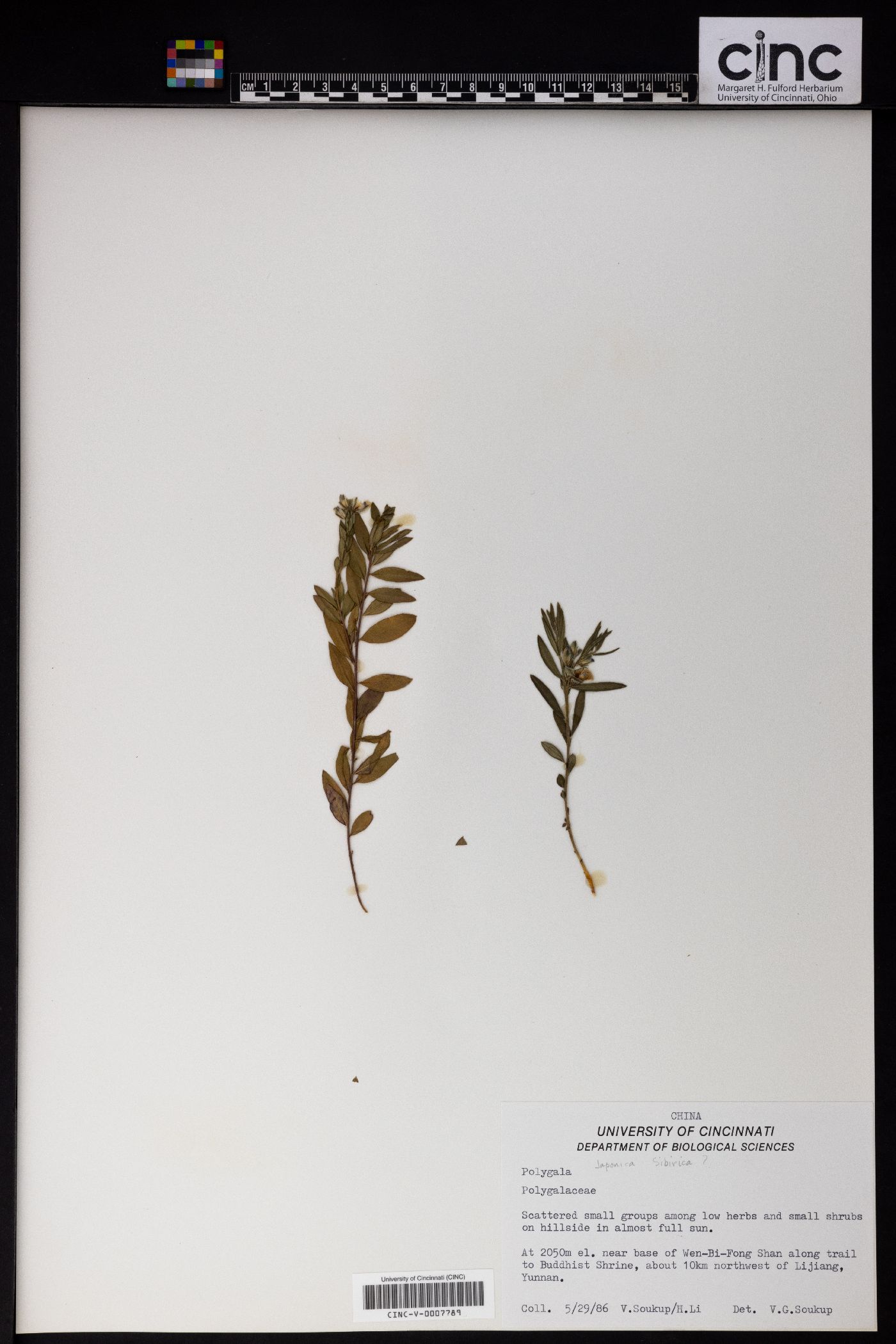 Polygala sibirica image