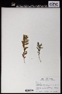 Polygala sibirica image