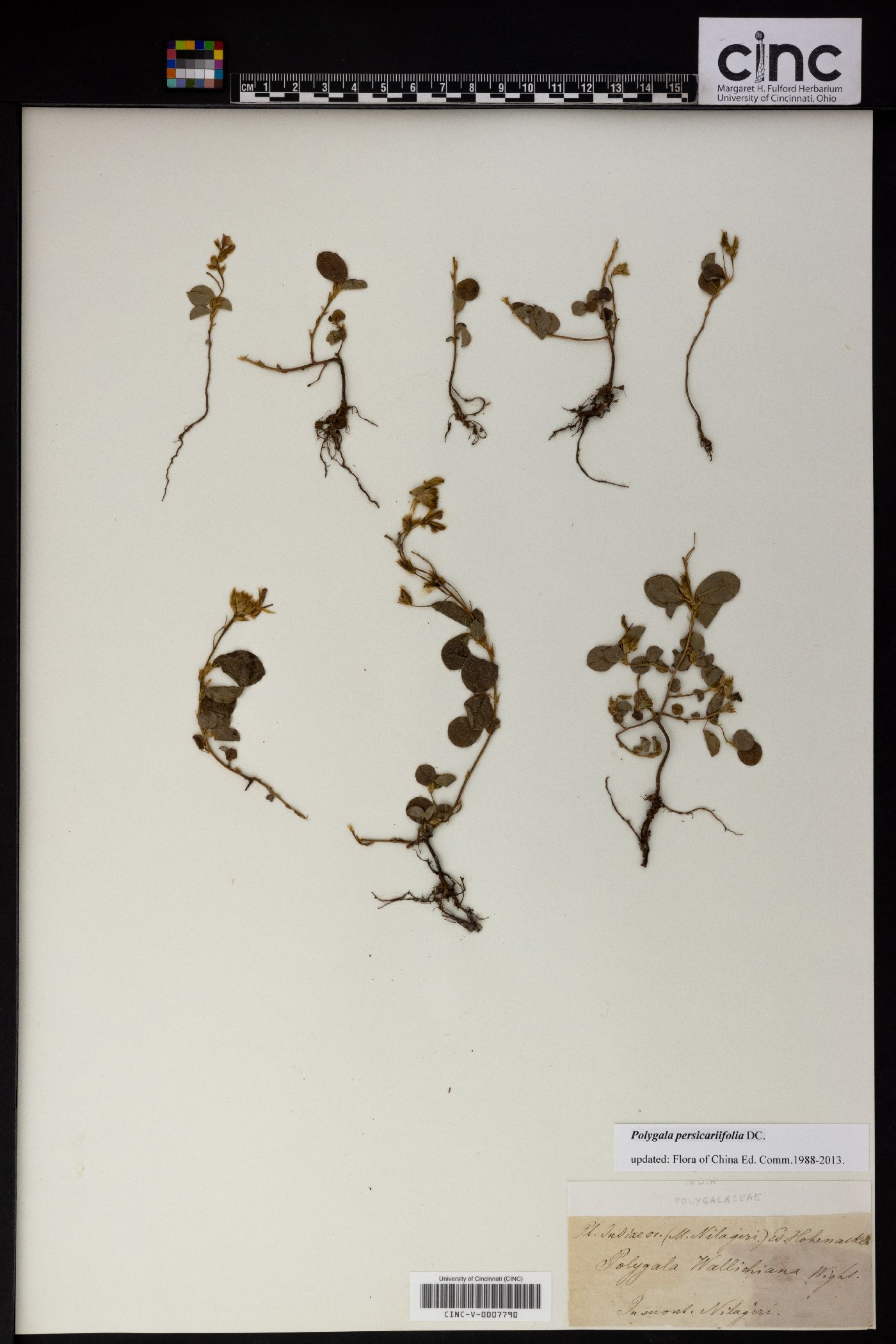 Polygala persicariifolia image