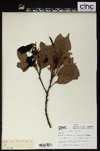 Lithocarpus variolosus image