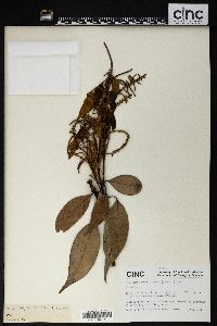 Image of Lithocarpus variolosus