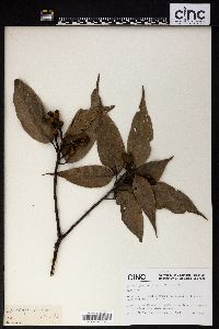 Lithocarpus variolosus image