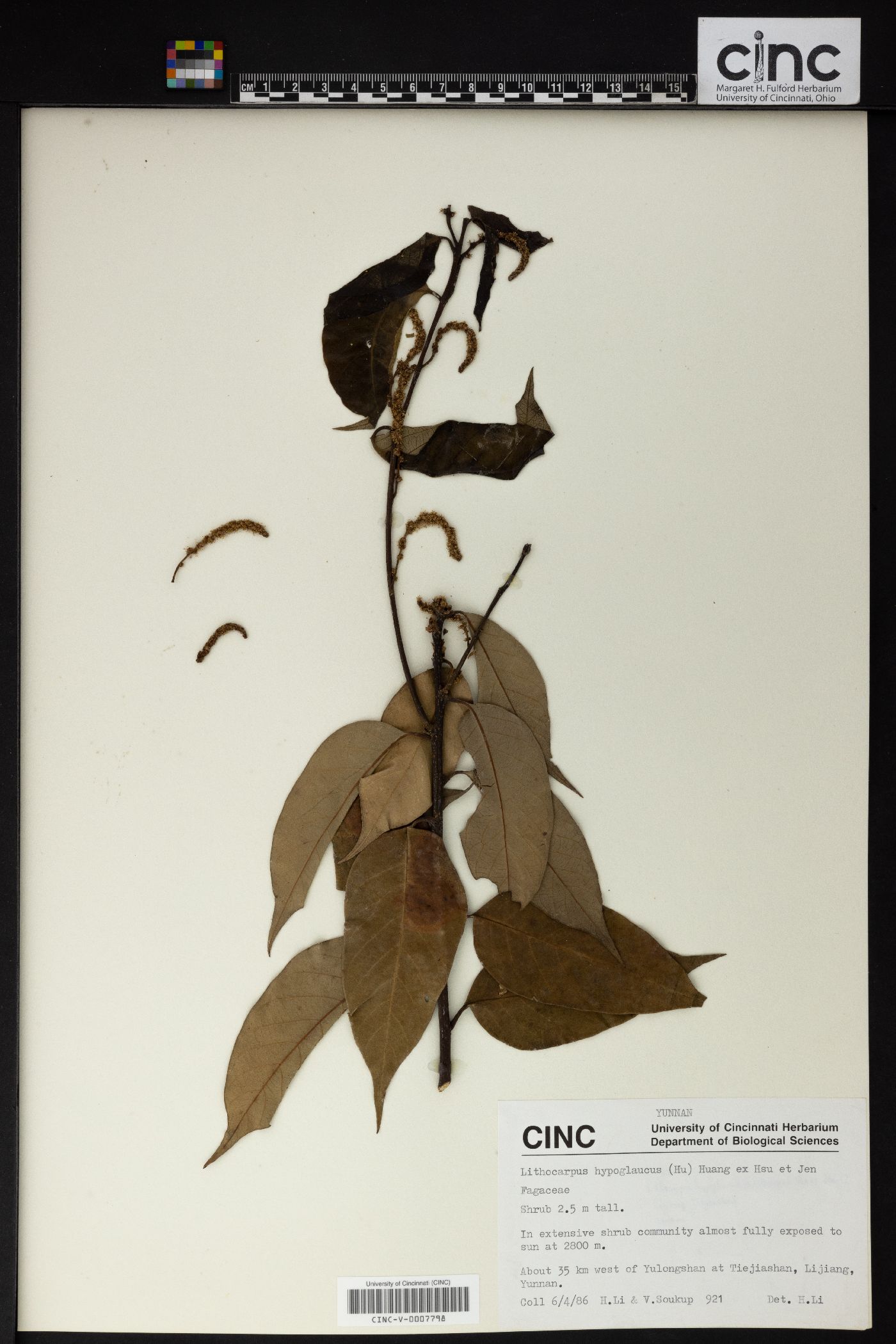 Lithocarpus hypoglaucus image