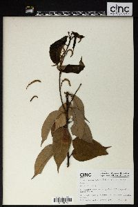 Image of Lithocarpus hypoglaucus