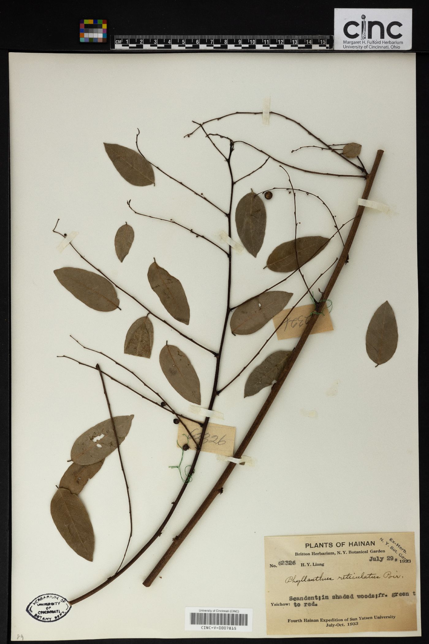 Phyllanthus reticulatus image