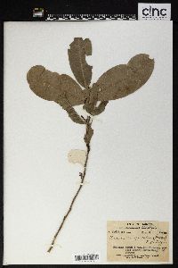 Flueggea gracilis image