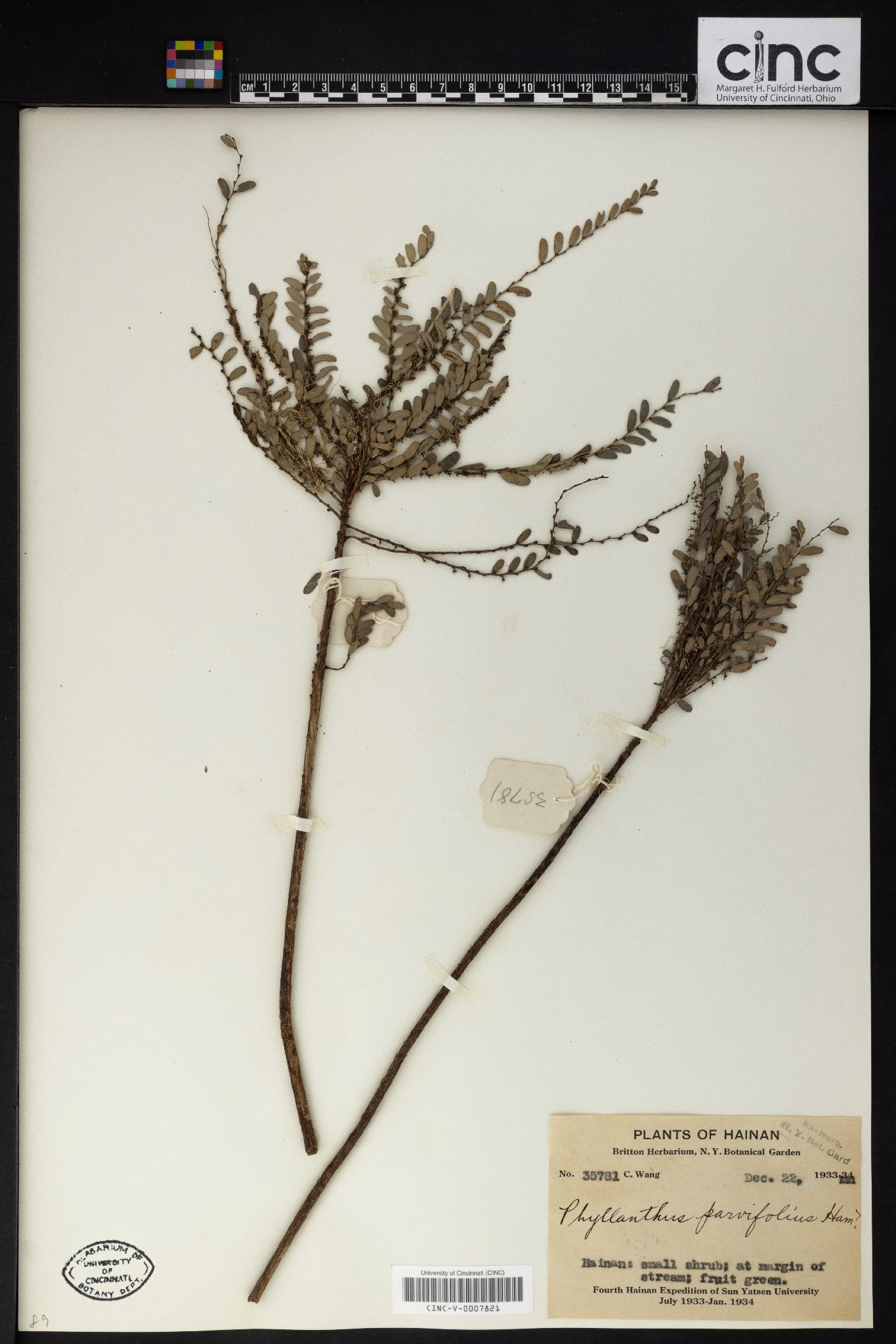 Phyllanthus parvifolius image