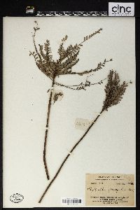 Phyllanthus parvifolius image